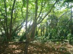 82704-1177_6landfullofvegetationlandforsaledominicanrepublicrealestatedominicanrepubliccustom